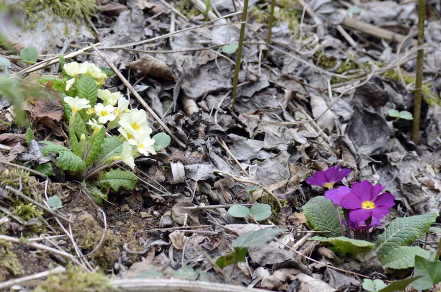 Nel bosco, primula colorata